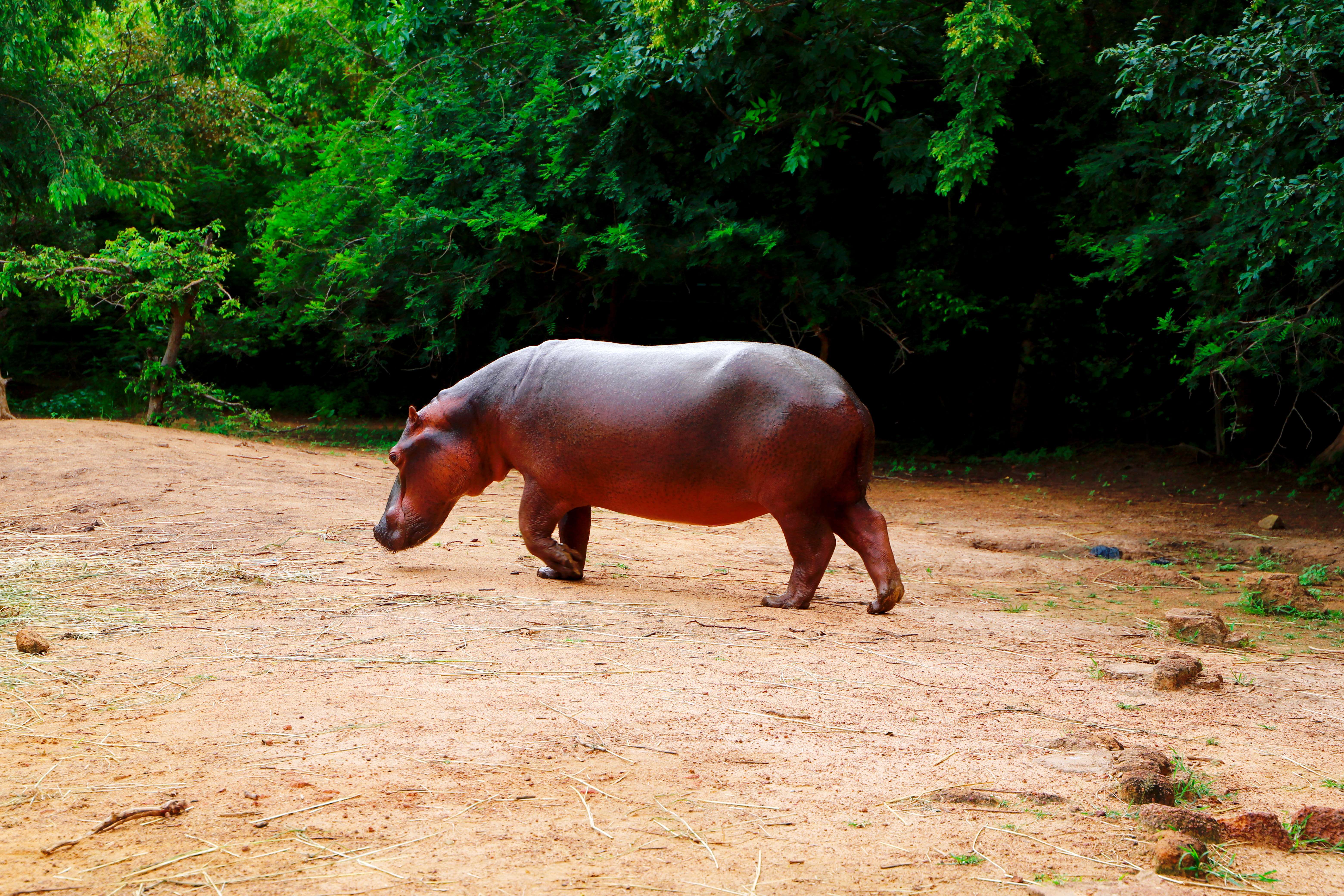 布基超:布基纳希望之星培训中心VS卡斯卡德体育 第2张 布基超:布基纳希望之星培训中心VS卡斯卡德体育 第2张